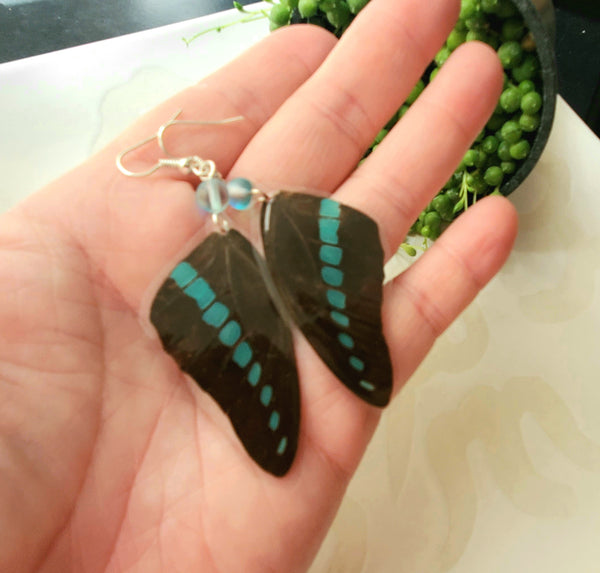 Real Blue & Black Butterfly Wing Earrings
